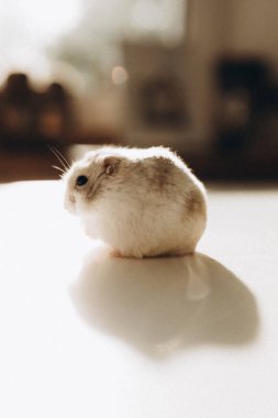 Beyaz arka planda beyaz bir kediye yaklaş