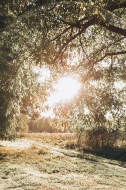 Ağaçlı ve güneşli güzel sonbahar manzarası