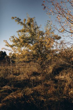 Ufukta batan güneşin altında bir sonbahar ormanı vardı.