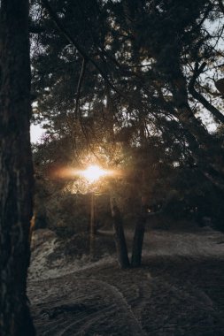 Ormanın güzel manzarası