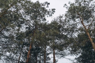 Ormanın arka planında bir sürü iğne olan çam ağaçları.