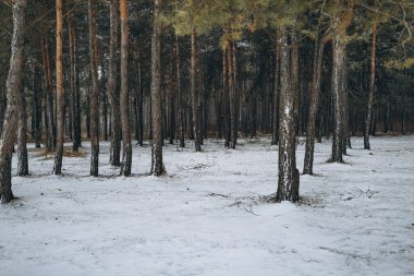 Kış ormanında güzel karlı bir manzara.