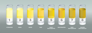Urine color chart. Lab tubes with different urine colors samples. Dehydration levels. Hydration test explanation. Pee color diagram with numbers. Assessing medical condition. Vector illustration.  clipart
