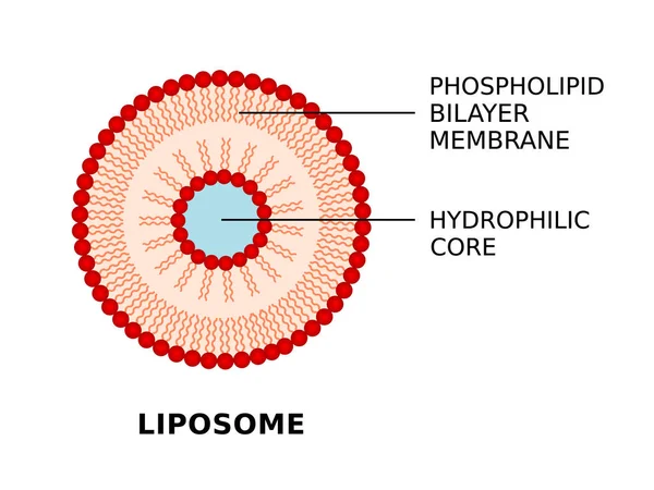 Estructura Del Liposoma Membrana Bicapa Fosfolípida Núcleo Hidrófilo Las Vesículas — Vector de stock