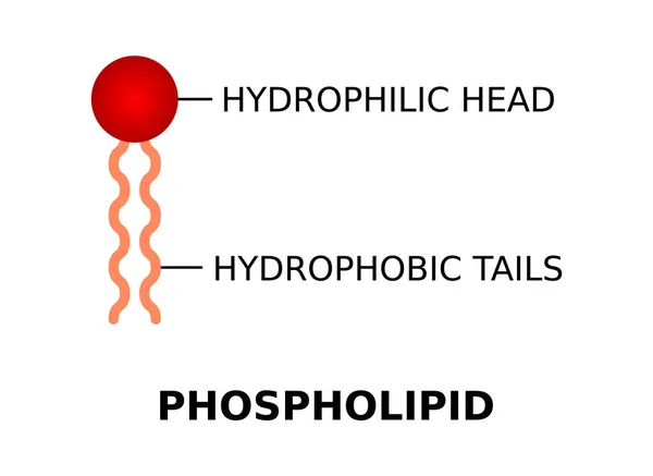 Fosfolípido Con Cabeza Hidrofílica Colas Hidrofóbicas Estructura Moléculas Fosfolípidas Componente — Vector de stock