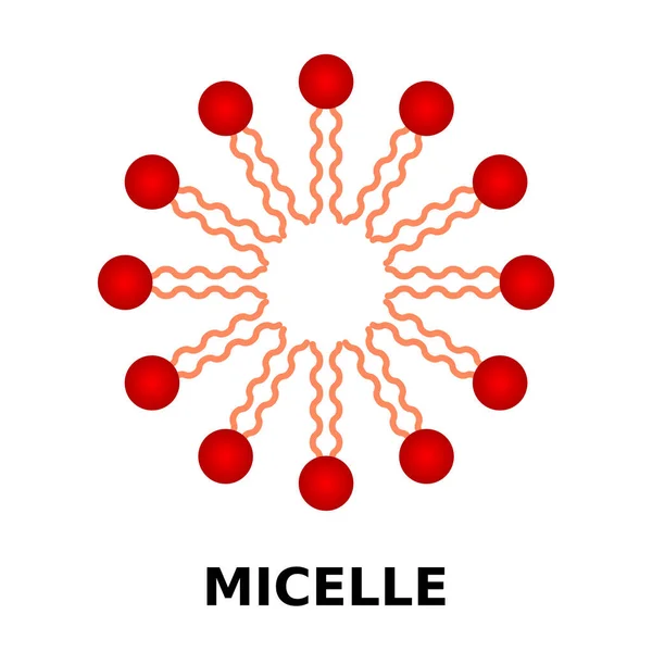 Estructura Micelle Con Cabeza Hidrofílica Colas Hidrofóbicas Agregado Moléculas Lipídicas — Vector de stock