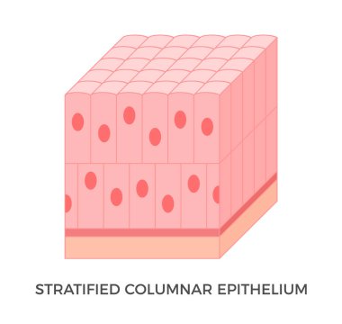 Stratified columnar epithelium. Epithelial tissue types. Tall and slender cells with oval-shaped nuclei. It is found in the conjunctiva, pharynx, anus, and male urethra. Medical illustration. Vector.