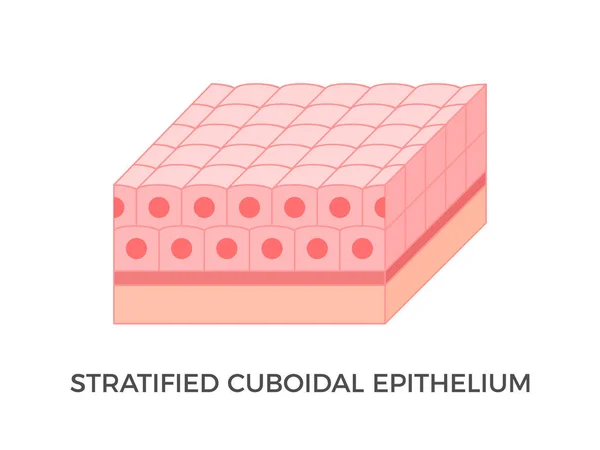 Epitelio Cuboidal Estratificado Tipos Tejido Epitelial Múltiples Capas Células Similares — Vector de stock