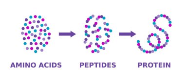 Protein yapısı. Amino asitler, peptidler, proteinler. Protein oluşum modeli. Bilimsel diyagram. Protein molekül sentezi. Uzun polipeptid zincirlerinden yapılmış bir molekül. Vektör illüstrasyonu. 