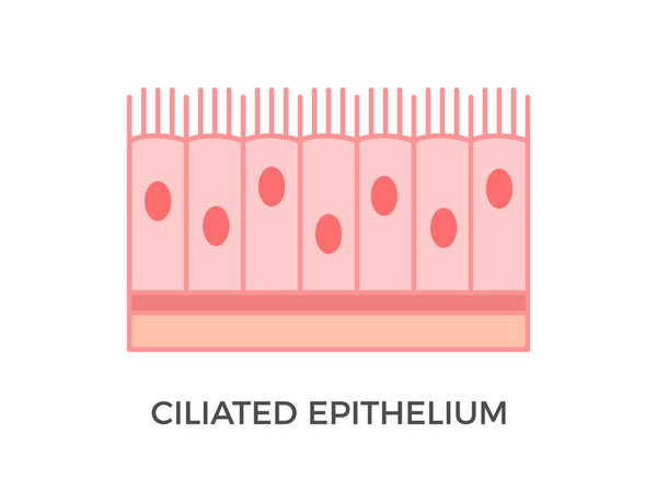 Ciliated epithelium. Epithelial tissue types. It performs the function of moving particles or fluid over the epithelial surface. Found in trachea, bronchial tubes, nasal cavities. Vector illustration 