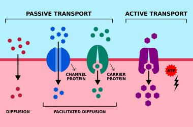 Pasif ve aktif hücre zarları nakli. Difüzyon, kolay difüzyon, ATP ile protein nakli. Yüksek düşük, düşük konsantrasyon gradyanı. Kanal ve taşıyıcı proteinler. Vektör illüstrasyonu.