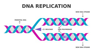 DNA kopyası. Biyolojik süreç, DNA 'nın özdeş iki kopyasını tek bir DNA molekülünden üretmek. Basitleştirilmiş şema. Helicase ve DNA polimeraz enzimi fonksiyonu. Vektör illüstrasyonu. 