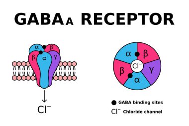 GABA reseptörü. GABAa reseptörleri nörotransmitter gama-aminobürik asite yanıt verir. GABA anksiyete, stres ve korkuyu kontrol etmesiyle bilinir. Hücre zarında reseptör yapısı. Vektör illüstrasyonu 