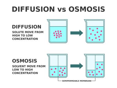 Difüzyon Osmosis 'e karşı. Çözüm taşıma süreci. Difüzyon, yüksek konsantrasyondan düşük konsantrasyona geçişi ifade eder. Osmosis çözelti hareketinin düşük konsantrasyondan yüksek konsantrasyona geçtiği anlamına gelir. Vektör illüstrasyonu.