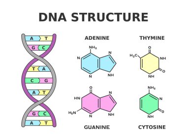 DNA kimyasal yapısı. Nükleotidler tarafından üretilen nükleobaz çiftleri: adenin timine bağlanır ve guanin sitozine bağlanır. DNA 'nın yapı taşları nükleotidlerdir. Vektör illüstrasyonu. 