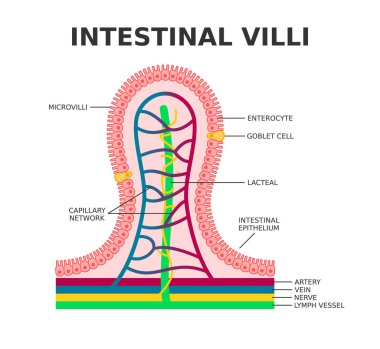 Intestinal villi. Microvilli. Intestinal epithelium. Villi absorb nutrients from the food. Intestinal epithelial cells with capillary network. Enterocyte and Goblet cell. Vector illustration.  clipart