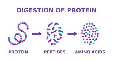 Digestion of protein. Breaking the complex molecule first into peptides then into individual amino acids. The pepsins are enzymes secreted by the stomach that breaks down proteins. Vector illustration clipart