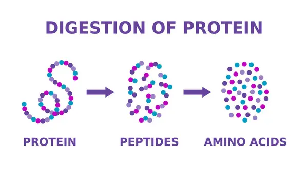 Κατάποση Πρωτεΐνης Σπάζοντας Σύνθετο Μόριο Πρώτα Πεπτίδια Στη Συνέχεια Μεμονωμένα Διάνυσμα Αρχείου