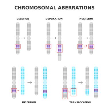 Kromozom aberasyonları. Silme, kopyalama, çevirme, yer değiştirme, yerleştirme. Kromozom yapısı anormallikleri, mutasyonlar. Tıp bilimi diyagramı. Genetik ve DNA. Vektör illüstrasyonu.