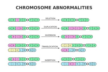 Kromozom anormallikleri. Silme, kopyalama, çevirme, yer değiştirme, yerleştirme. Kromozom yapısı aberasyonlar, mutasyonlar. Tıp bilimi diyagramı. Genetik ve DNA. Vektör illüstrasyonu.