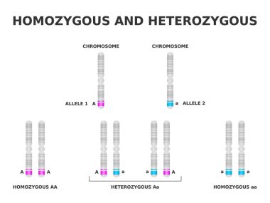 Homozigot ve heterozigot. Homozigot belirli bir özellik için aynı alele sahiptir, heterozigot farklıdır. Kromozom üzerinde baskın ve çekinik gen. DNA Genotip kombinasyonları. Vektör illüstrasyonu.