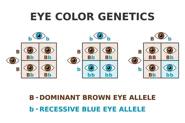 Genética Del Color Ojos Ojos Marrones Azules Cruzan Alelo Marrón — Vector de stock