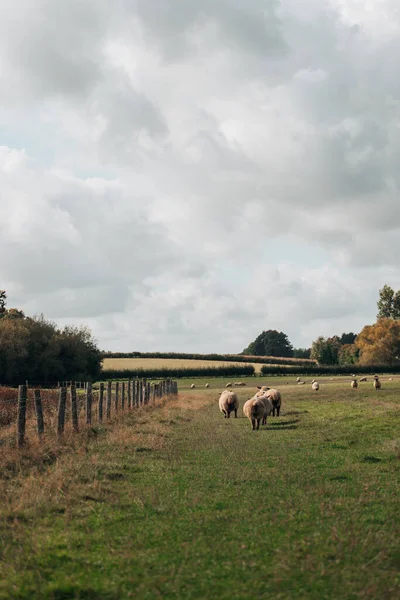 Rear View Sheep Walking Fence Field East Sussex — Stock Photo, Image