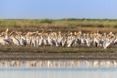 Tuna Deltası, Romanya 'da beyaz pelikanlar (pelecanus onocrotalus)