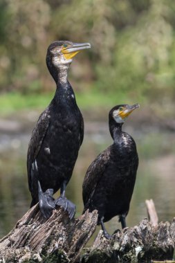 Tuna Deltası, Romanya 'da iki karabatak