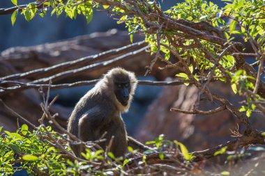 Drill monkey (Mandrillus leucophaeus) in the Bioparc of Valencia, Spain clipart