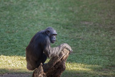 Common chimpanzee (Pan troglodytes) in the Valencia bioparc clipart