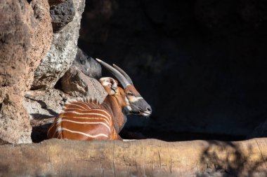 Eastern bongo (Tragelaphus eurycerus isaaci), also known as the mountain bongo. Bioparc, Valencia clipart