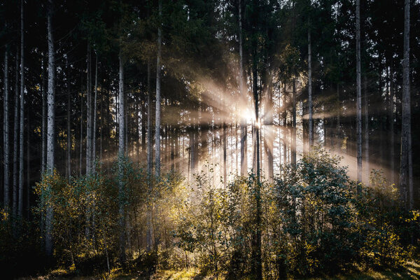 Sunriese in the forest with sunbeams coming through moring fog