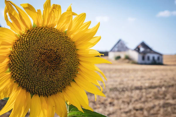 Girasol Frente Edificio Abandonado Caído Ruinas Fotos De Stock Sin Royalties Gratis