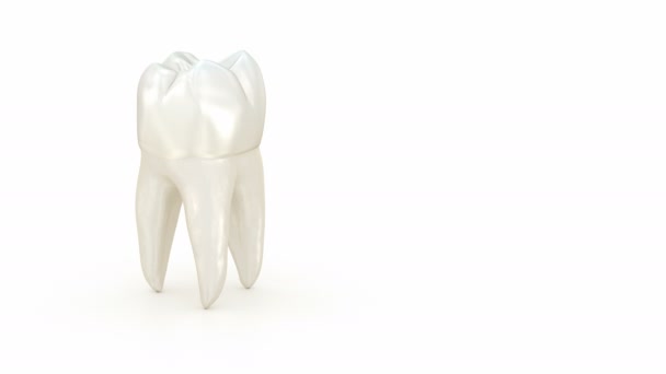 Molární Otáčení Zubů Zubní Pozadí Animace — Stock video