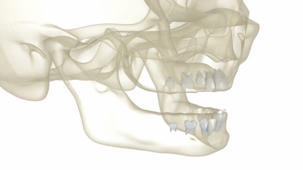 婴儿第一颗牙齿爆发 医学上准确的牙科3D动画 — 图库视频影像