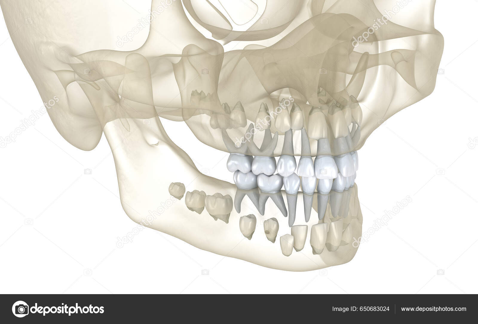 Dentition primaire : les dents de bébé
