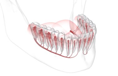 Diş kökü anatomisi, röntgen görüntüsü. Tıbbi olarak doğru olan 3 boyutlu diş illüstrasyonu