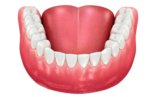 Unterkiefer Menschliches Zahnfleisch Und Zähne Medizinisch Korrekte Darstellung Der Zähne — Stockfoto