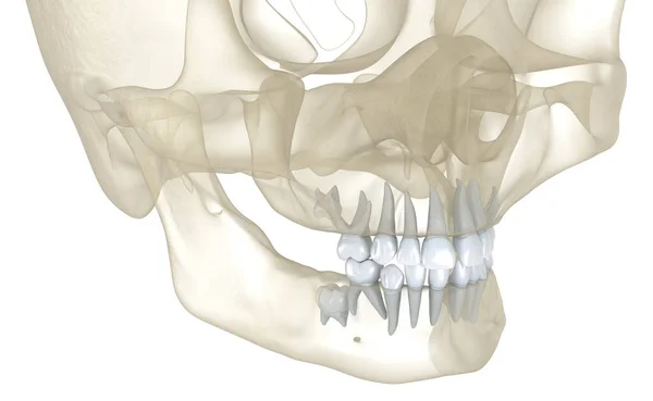 Bebeğin Birincil Diş Patlaması Tıbbi Olarak Doğru Olan Boyutlu Diş — Stok fotoğraf