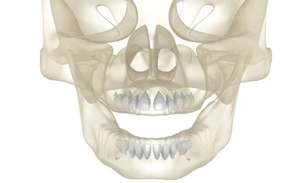 婴儿主要的牙齿细菌 医学上准确的牙科3D图像 — 图库照片
