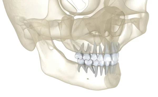 Dětské Primární Zuby Lékařsky Přesná Zubní Ilustrace — Stock fotografie