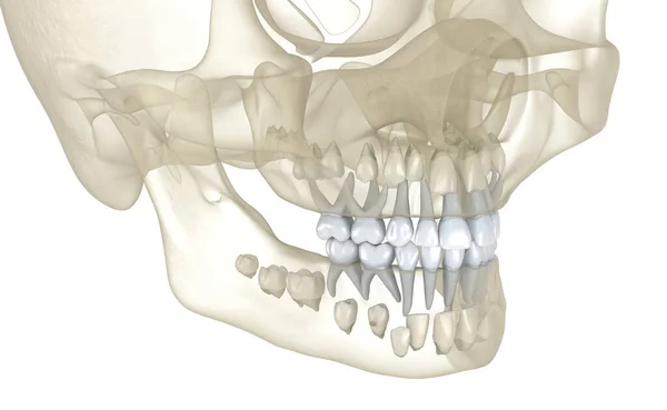 Bebeğin Birincil Dişi Tıbbi Olarak Doğru Olan Boyutlu Diş Illüstrasyonu — Stok fotoğraf