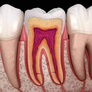 Detaylarda molar anatomi. İnsan dişlerinin 3 boyutlu çizimi