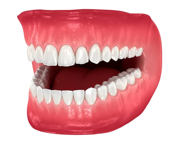 Dental anatomy - Opened Dentures. Dental dental 3D illustration