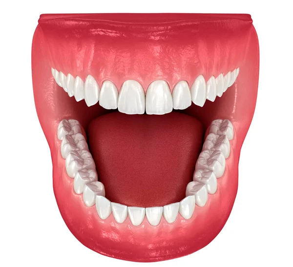 Anatomia Dentale Dentiere Aperte Illustrazione Dentale — Foto Stock