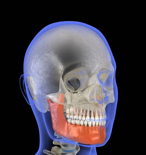 Human head in xray view and marked Jaw. Dental 3D illustration
