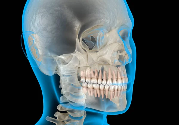 Nsan Kafası Röntgen Görüşünde Diş Illüstrasyon — Stok fotoğraf