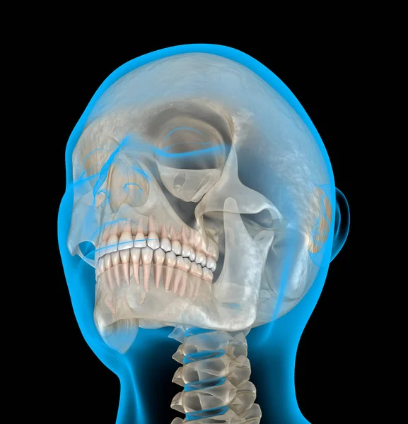 照X光时的人头牙科3D图解 — 图库照片