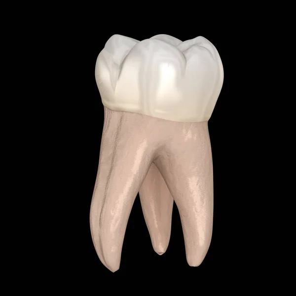 Οδοντική Ανατομία Πρώτο Γναθικό Δόντι Οδοντιατρική Απεικόνιση — Φωτογραφία Αρχείου
